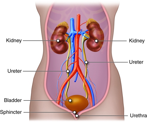 Diagram showing the renal system. The image shows a front view of a person's chest and abdomen. Two kidneys are shown, connected via two ureters to the bladder. The sphincter and urethra are also connected to the bladder,