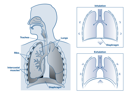 The diagram shows a cross section of a person's respiratory system, showing the nose and mouth connecting to the lungs. The tube between the mouth and lungs is labelled as the Trachea. The ribs are indicated as bones covering the lungs. The intercostal muscles are labelled between the rib bones. To the right of this diagram are two more lung diagrams showing the flow of air into the lungs during inhalation, where the diaphragm is lowered. The final diagram shows air leaving the lungs during exhalation and the diaphragm moving towards the lungs.